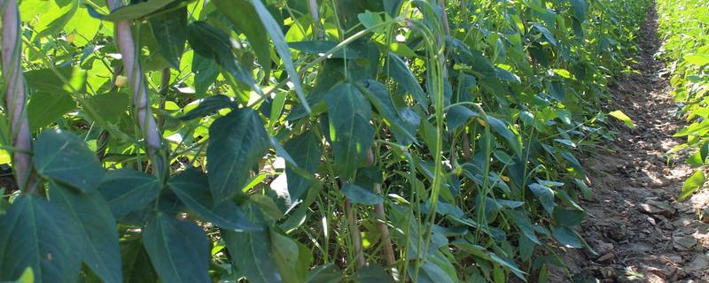 豇豆种植技术，附田间管理（豇豆的种植管理技术）