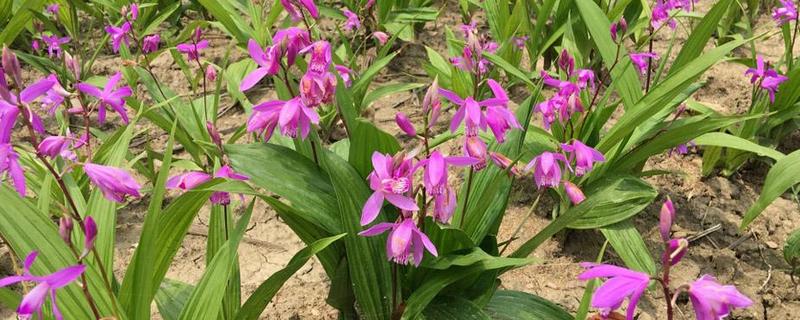 白芨种植条件和注意方法，建议阴坡种植，勤施薄肥