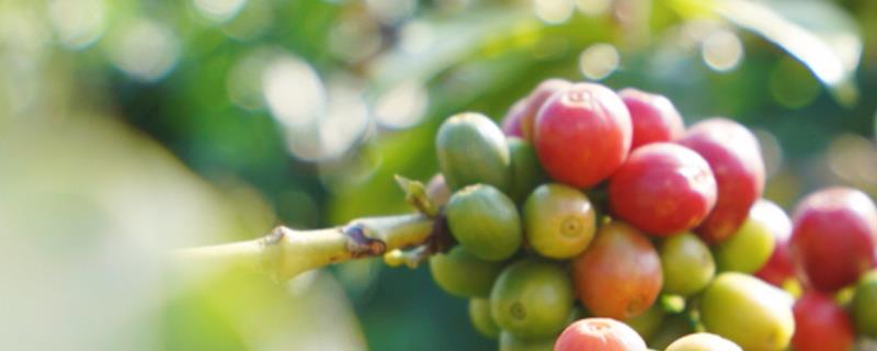 咖啡豆种植条件，选择水性好的位置 种植咖啡豆的气候条件
