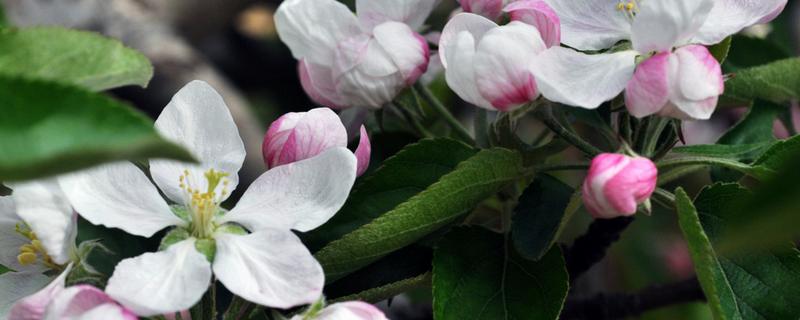 苹果树的花期，苹果树何时剪枝 苹果树什么时候开花什么时候剪枝和结果