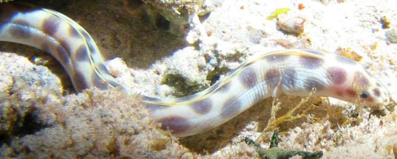 鳗鱼种类及区别，不同品种各具特点 鳗鱼的特点是什么