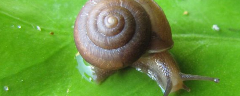 水蜗牛的繁殖方法，有什么注意事项 水蜗牛怎么繁殖水缸里可以繁殖吗