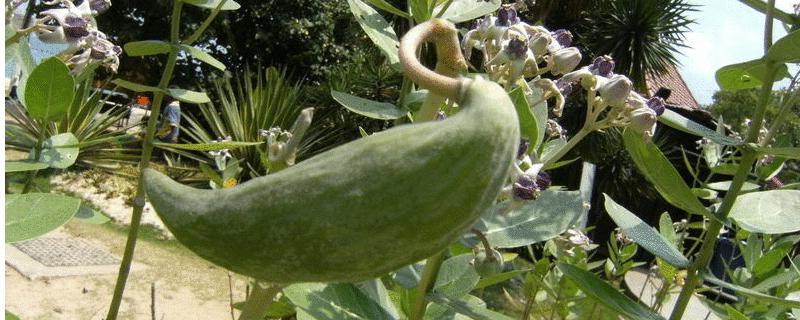 牛角瓜能否生吃，附其主要价值 牛角瓜的营养价值