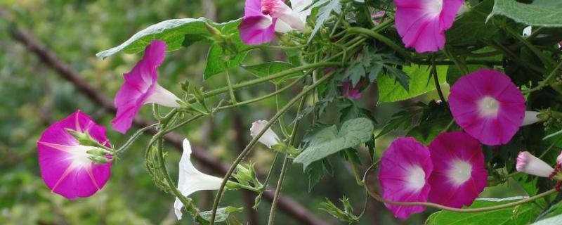 牵牛花种子价格，附种植方法（牵牛花种子啥样）