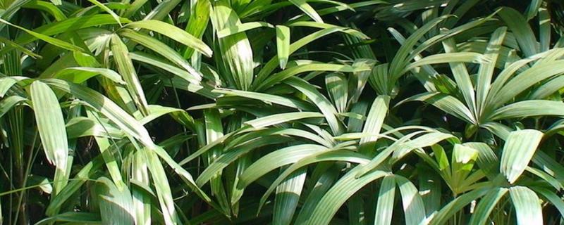 棕竹种子价格，附种植方法 棕竹种子繁殖方法和注意事项