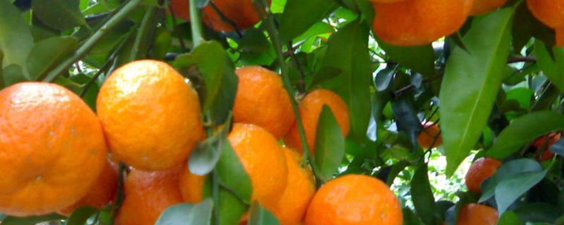 柑橘种植技术，注意要防治病虫（柑橘种植有哪些病虫害的发生）