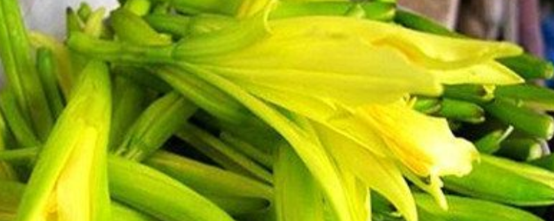 黄花又叫什么，有哪些常见品种（黄花菜的品种及图片名字）