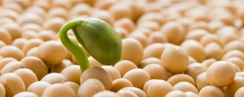 双子叶豆科植物通过根瘤菌能固定的元素是氮素吗， 豆科植物主要有哪些类别
