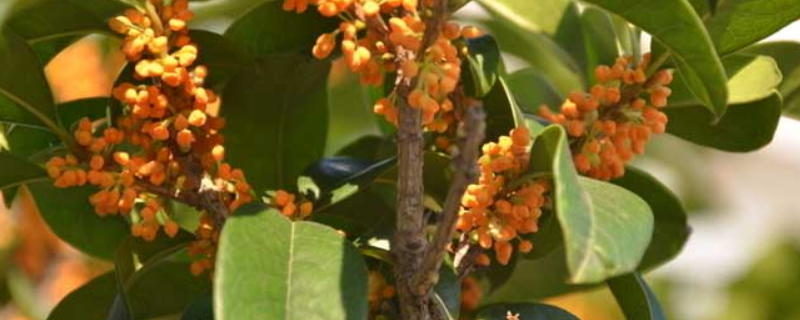 金桂花树栽培技术，附生长习性（金桂的种植和养护）