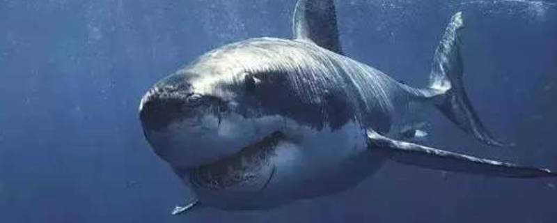 格陵兰鲨有什么天敌，寿命有多长（格陵兰鲨 长寿）