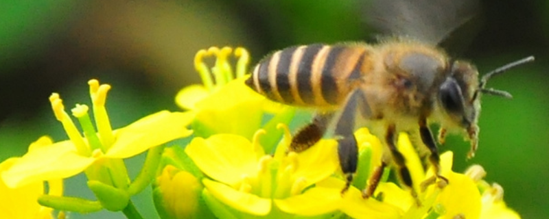 蜜蜂副伤寒病 蜜蜂副伤寒病视频