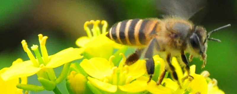 蜜蜂孢子虫病，附预防措施 蜜蜂孢子虫病的防治