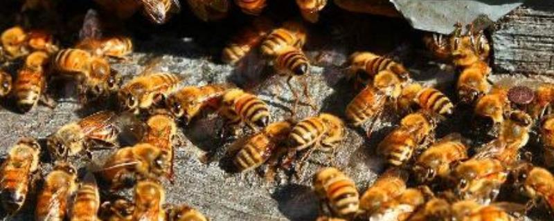 蜜蜂黄曲霉病，附详细介绍（蜂蜜会产生黄曲霉菌）