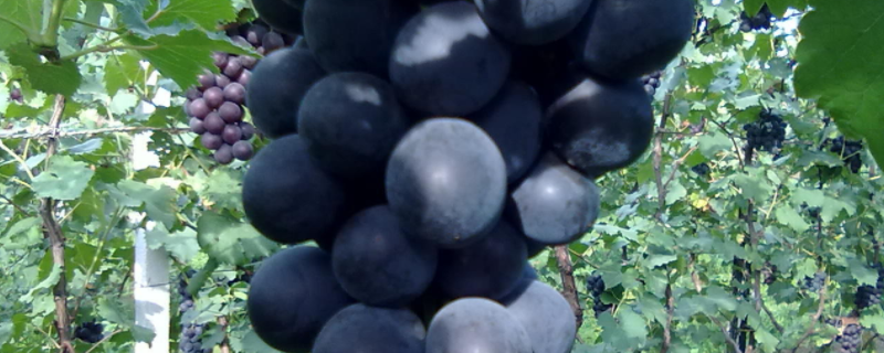 巨峰葡萄高产栽培技术，附主要性状 巨峰葡萄的生长条件
