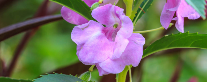 茶花凤仙花的种植方法，茶花凤仙介绍