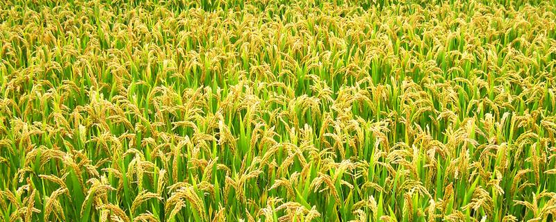 水稻种植过程的顺序是怎样的 水稻整个种植过程可分为哪几个步骤