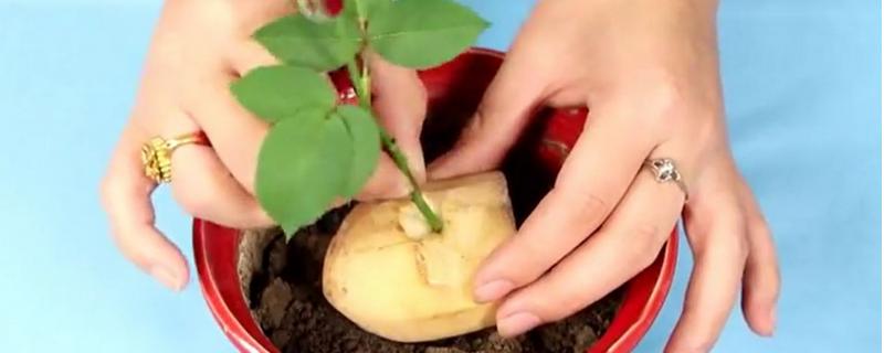 土豆繁殖玫瑰是真的吗，具体怎样操作