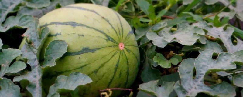 无籽西瓜的高效栽培技术，详细介绍 西瓜的无土栽培技术
