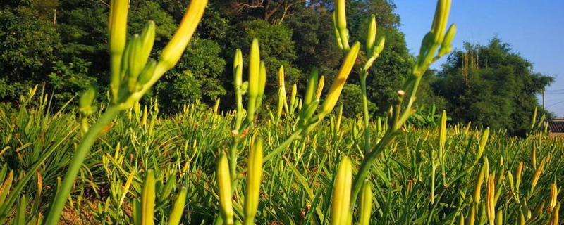 金针菜又叫什么，附其种植时间 金针菜的种植