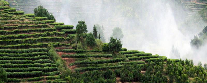 云雾茶产自哪里，云雾茶有什么来历 云雾茶的产地是哪里