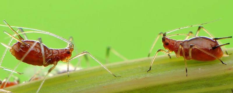 蚜虫的天敌有哪些 蚜虫的天敌有哪些呢