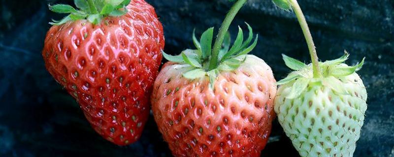 草莓的产地分布有哪些 草莓的主要产地