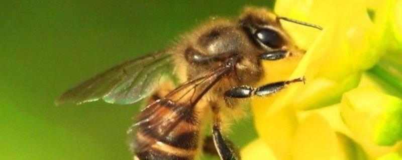 秋季蜜蜂没蜜了会跑吗（秋季蜜蜂没蜜了会跑吗视频）