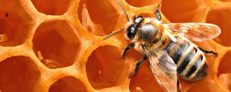 木桶养蜂有什么优缺点，详细介绍 养蜂蜂箱好还是木桶好