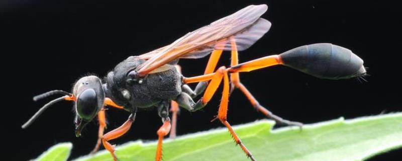 细腰蜂是益虫还是害虫，附食物习性 舍腰蜂是害虫还是益虫