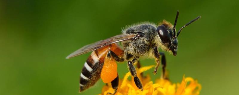 养蜜蜂的风险有哪些 养蜜蜂的风险有哪些方面