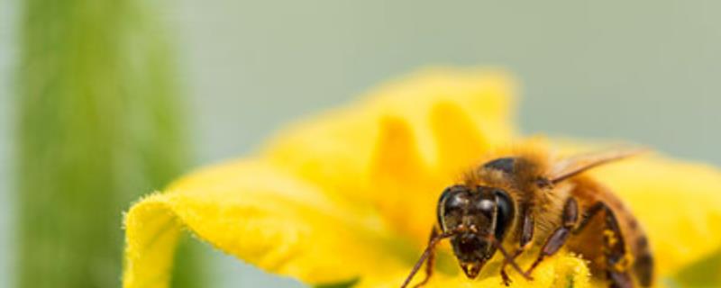 蜂毒是怎么获取的，附取毒方法 马蜂毒怎么提取
