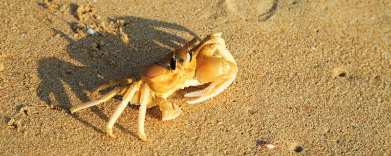 螃蟹什么时候好钓 钓螃蟹什么季节好钓