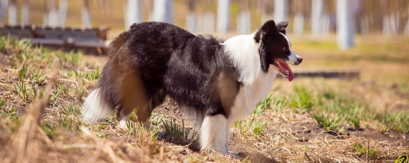 边境牧羊犬拉肚子怎么办（边境牧羊犬拉稀怎么办）