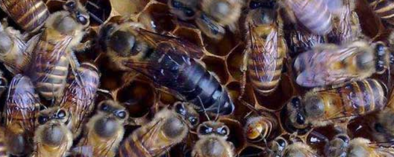 急造王台蜂王能繁殖吗，附质量论述 人工造王台蜂王会在里面产卵吗