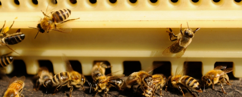 蜜蜂的发育过程，主要有这三个时期 蜜蜂的发育过程,主要有这三个时期的特点