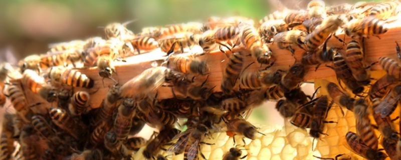 蜜蜂窝和马蜂窝的区别，详细介绍 马蜂和蜜蜂窝的区别图片