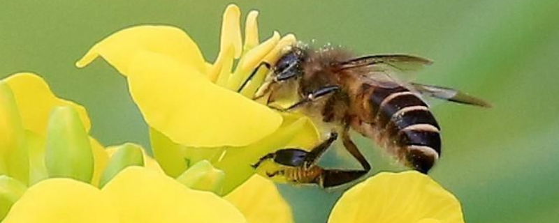 蜜蜂的寿命有多长，附论述（一般蜜蜂的寿命有多长）