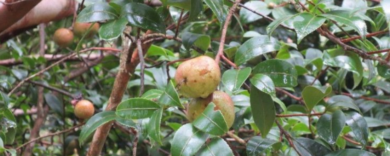 茶油，附生长条件及茶油产业 茶油的生长环境