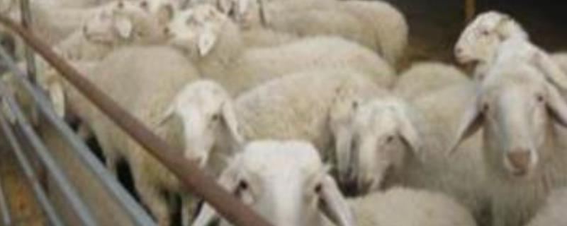 农村羊养殖的常见问题，注意这几点 关于养殖羊的所有问题