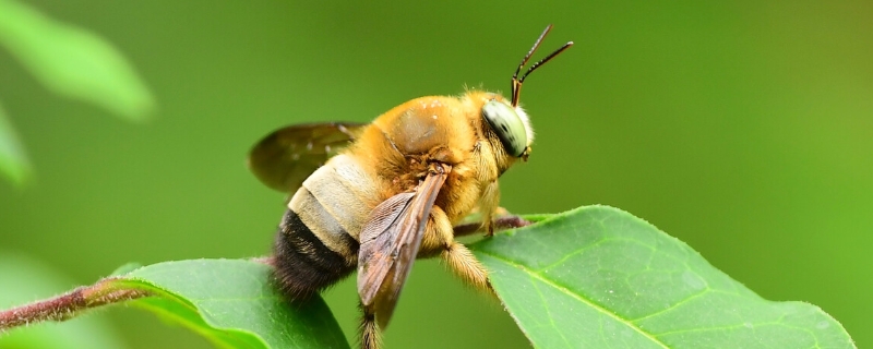 木蜂和熊蜂的区别，详细介绍 熊蜂和马蜂的区别