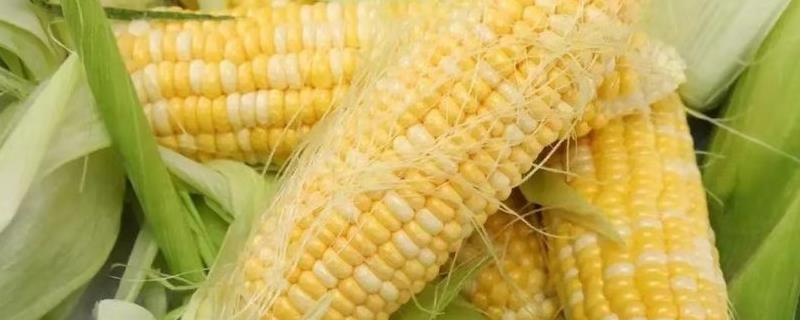 影响玉米收成的因素及处理措施，（影响玉米生产的因素）