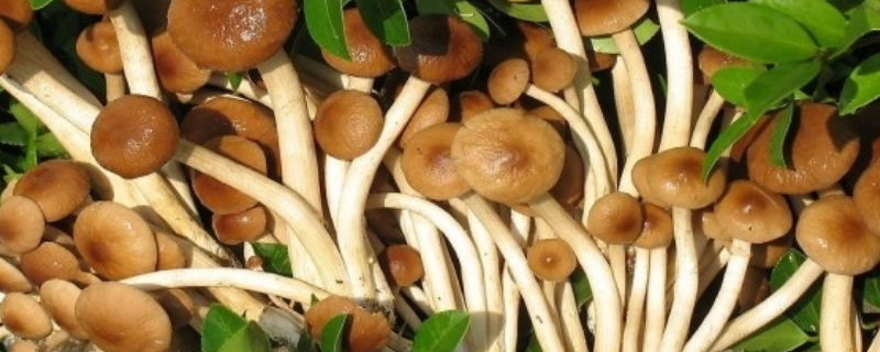 茶树菇的生长条件有哪些 茶树菇的生长环境和营养价值