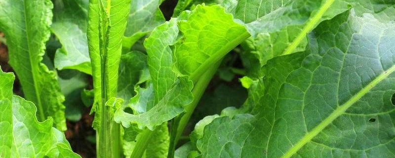 野菠菜是什么植物（野菠菜是什么植物的变异）