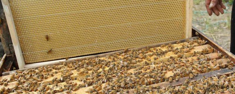 发展蜜蜂养殖有什么好处，详细介绍 蜜蜂的养殖前景