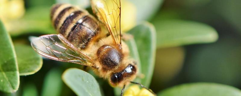 蜜蜂的特点和生活特征（蜜蜂的特点和生活特征50字）