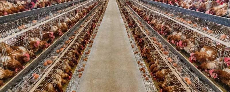 养鸡场安全生产管理制度是什么（养鸡场管理各项规章制度）