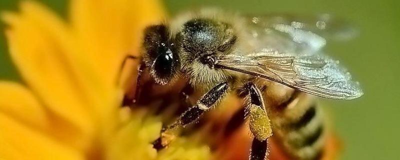 蜂毒为什么会引起过敏，附过敏症状 蜂毒过敏的人还对什么过敏