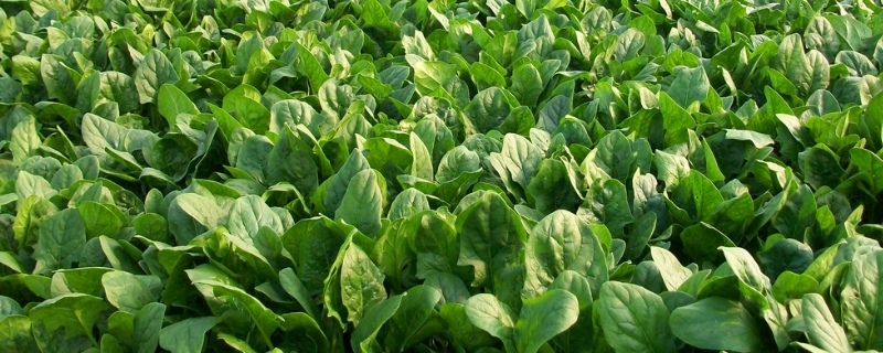 菠菜常见病虫害防治方法，附症状 菠菜主要病虫害