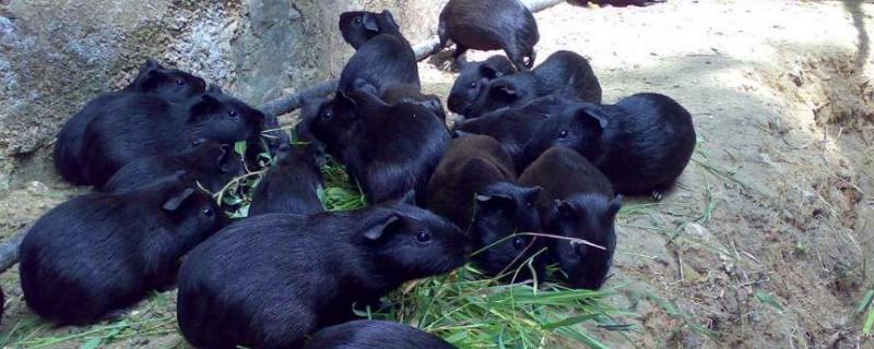 黑豚养殖到底有没有前途 养殖黑豚有前景吗