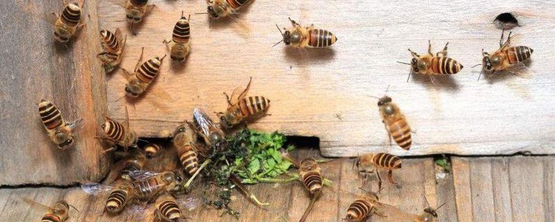 盗蜂的起因和防治是怎样 引起盗蜂的原因